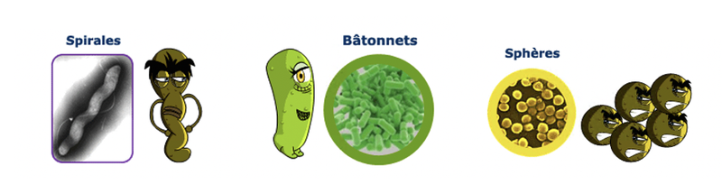 différentes formes de bactéries