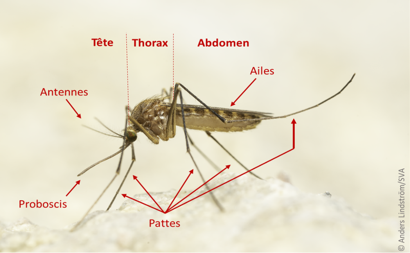 dengue élémentaire