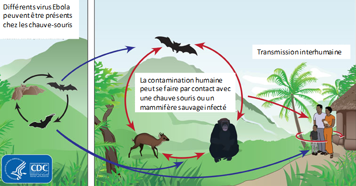ebola transmission