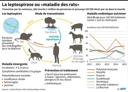 leptospiroses ou maladie des rats