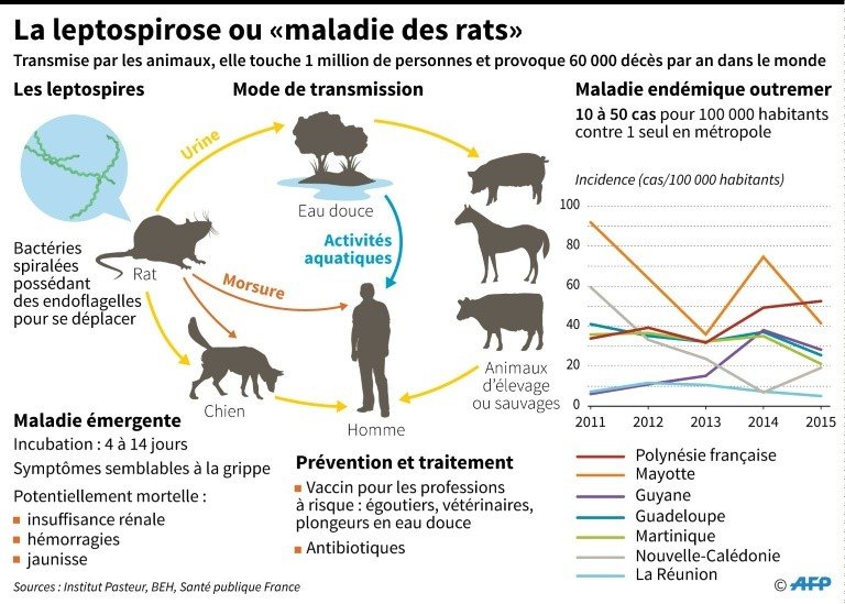leptospiroses ou maladie des rats