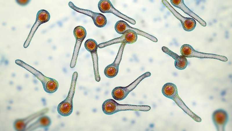 tetanusbacteria