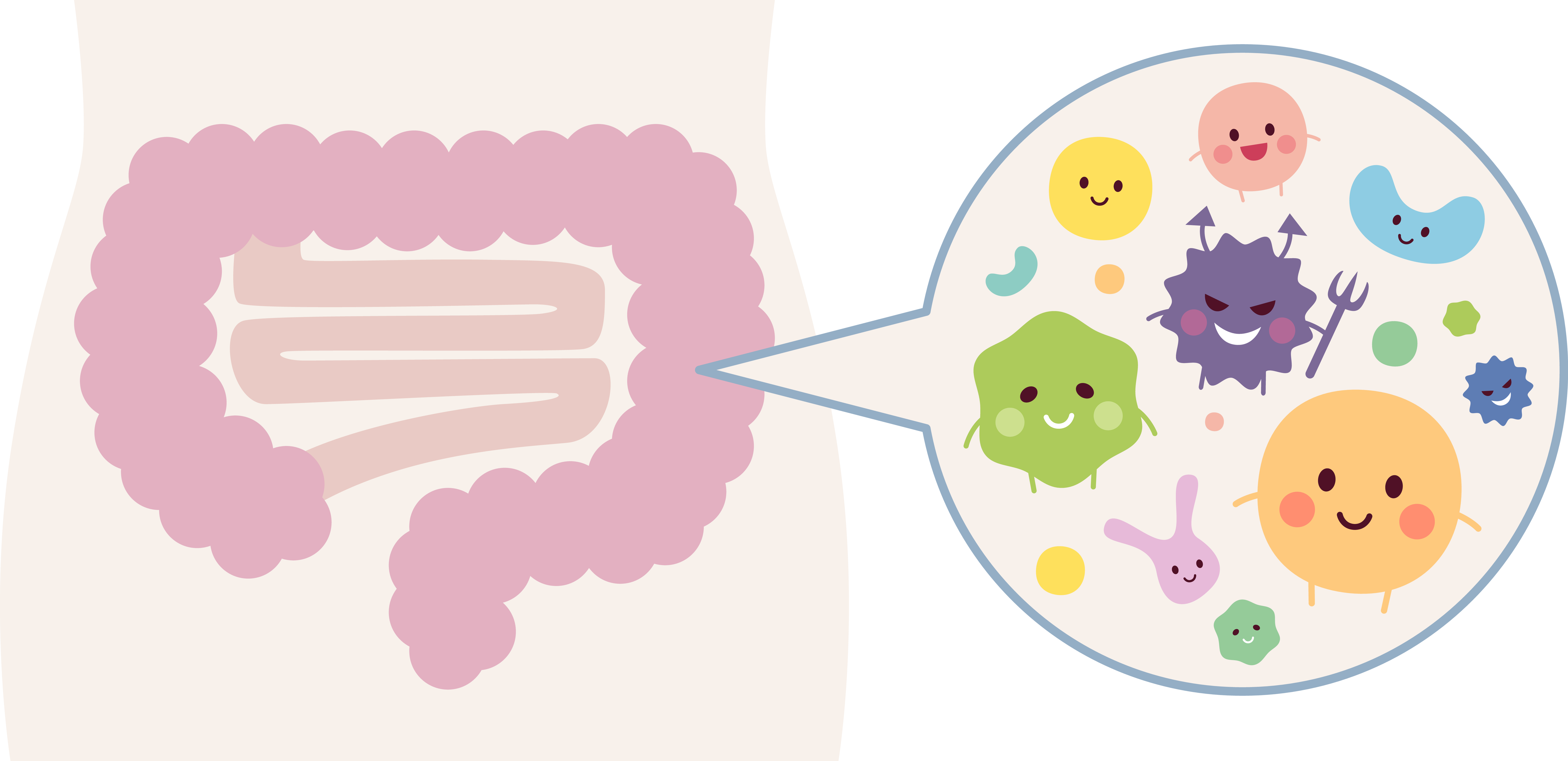 infographie montrant les microbes présents dans le colon